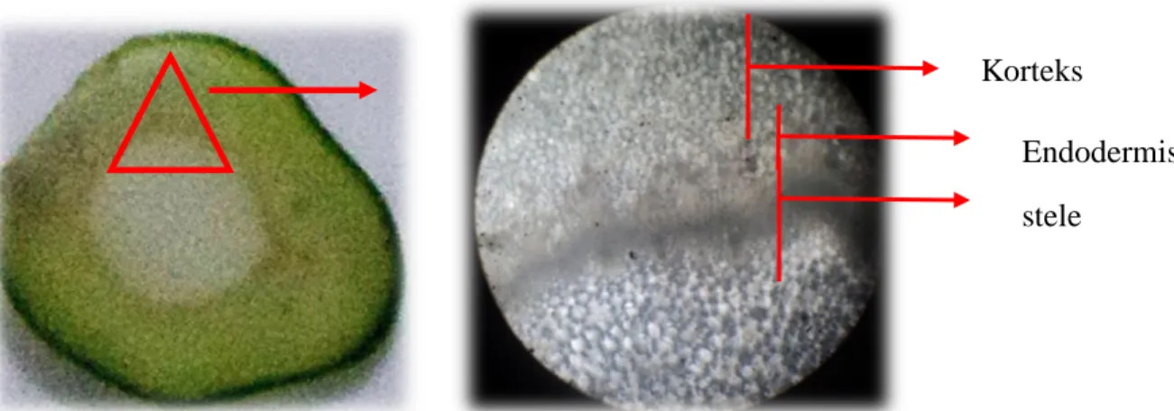 Gambar 1.3: Organ batang sebelum diamati dengan mikroskop (a) dan Kumpulan sel pada  bagian batang patah tulang (Eupharbia tirucalli ) dengan  perbesaran 40x (b) 
