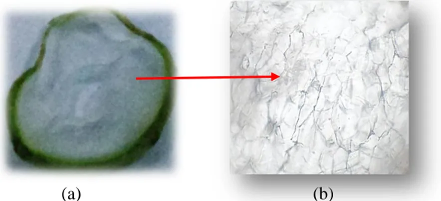 Gambar 1.4. Organ buah buncis (Phaseolus vulgaris) sebelum diamati dengan mikroskop (a)  dan Kumpulan sel pada bagian buah Phaseolus vulgaris  dengan  perbesaran 40x (b) 