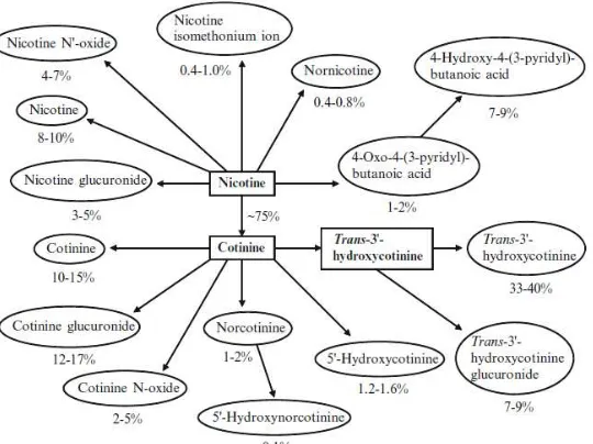 Gambar 2.1 Skema metabolisme nikotin 