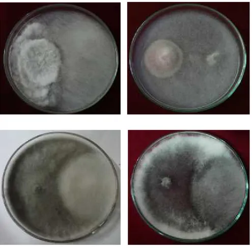 Gambar 2.  Uji biakan ganda cendawan endofit dengan Phytopthora palmivora