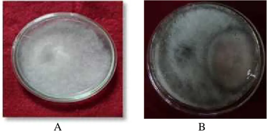 Gambar 3.  Bentuk koloni cendawan patogen P. palmivora tanpa antagonis (A) dan dengan antagonis (B)