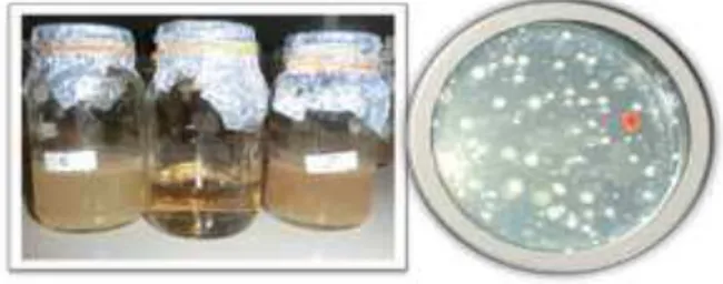 Gambar  2.  Konsorsium  mikrob  pada  media  cair  dan  padat     a = Mikrob filosfer dan  mikrob rizosfer pada  media  cair,  b  =  Mikrob  filosfer  pada  media  nutrien  agar (NA) 