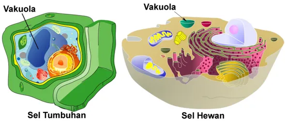 Gambar 3.12.  Perbedaan ukuran pada sel Tumbuhan dan sel hewan  http://www.jendelasarjana.com/2014/03/10-fungsi-vakuola.html 