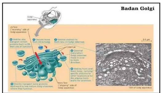 Gambar 4.6. Proses Pembentukan Sintesis Protein pada Kompleks Golgi  http://www.pendidikan-biologi.tk/2015/10/tahukah-kamu-apa-itu-sel-serta.html 