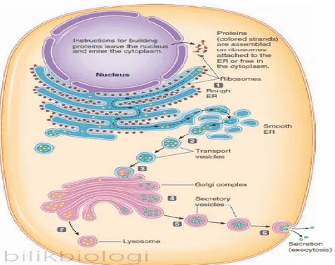 Gambar 4.14. RE Halus Mengemas Protein Baru kedalam Vesikel Transport  http://biomedisiana.com/retikulum-endoplasma-dan-segregasi-sintesis/ 