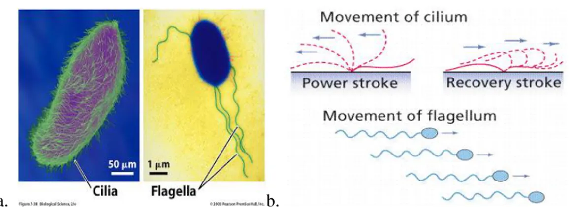 Gambar 4.20. (a). Struktur dan (b) Pergerakan pada Silia dan Flagella  http://anggitabiobiola.blogspot.co.id/2013/05/biologi-sel.html 