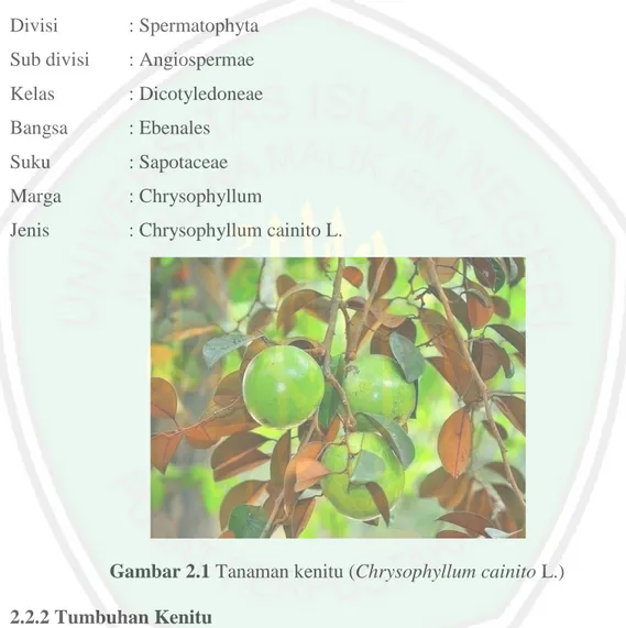 Gambar 2.1 Tanaman kenitu (Chrysophyllum cainito L.)  2.2.2 Tumbuhan Kenitu 