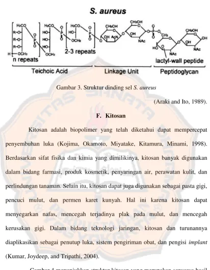 Gambar 3. Struktur dinding sel S. aureus 
