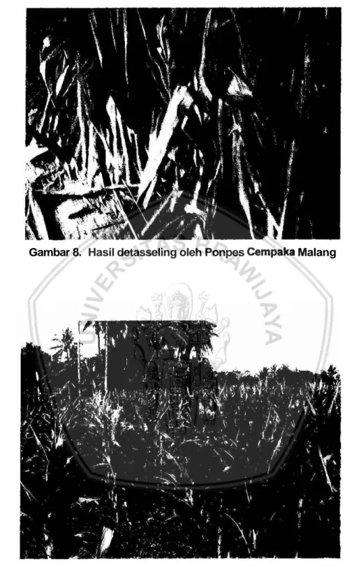 Gambar  8.  Hasil detasseling oleh Ponpes Cempaka Malang 