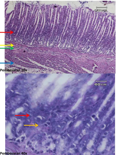 Gambar 1.  Gambaran mikroskopik lambung tikus wistar kontrol pada pembesaran 10x  dan 40x