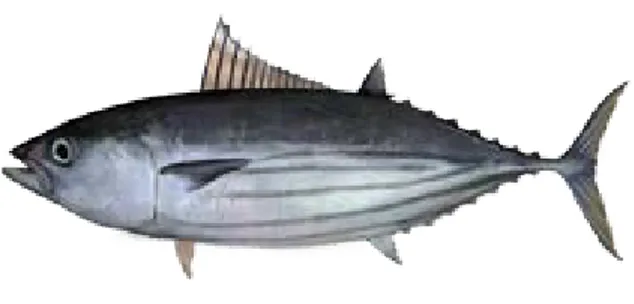 Gambar 3.  Ikan cakalang (Katsuwonus  pelamis), makanan laut yang paling banyak  dikonsumsi masyarakat kelurahan Malalayang  Dua 