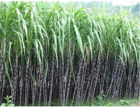 Gambar 1 Tanaman tebu 