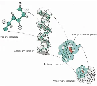 Figure 1. Illustration of the primary, secondary, tertiary, and quaternary structure of proteins