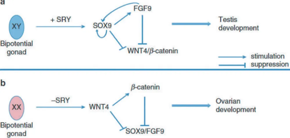 Gambar 1.2 Gonad bipotensial yang memiliki SRY akan menginduksi SOX9 yang  akan meningkatkan ekspresi FGF9
