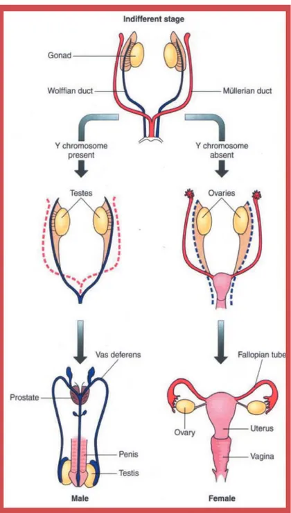 Gambar 1.3 Embriologi sistem saluran dan kelenjar genital pria dan wanita.