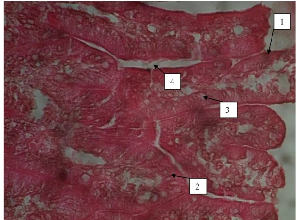 Gambar 3. Gambar mikroskopis irisan melintang ventrikulus marmut yang diberi perlakuan  air teh hijau dengan kadar 5 gram / 200 cc air (P2), tebal irisan 6 mikron