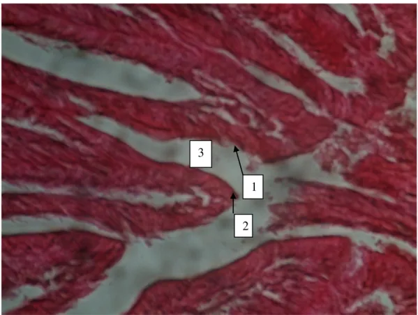 Gambar 1. Gambar mikroskopis irisan melintang ventrikulus marmut kontrol   (PO), tebal irisan 6 mikron 