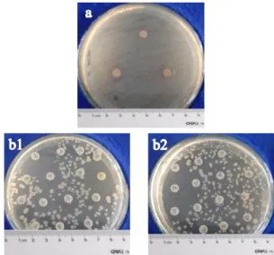 Gambar  2.  Uji  pertumbuhan  S.  dysenteriae  metode  difusi;  (a)  kontrol  negatif  dan  (b)  control  positif  menggunakan beberapa antibiotik