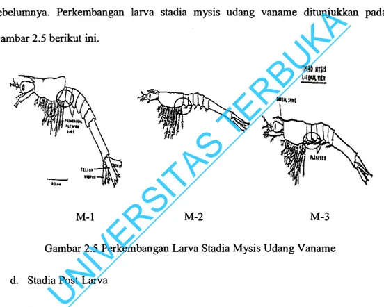 Gambar 2.5  Perkembangan Larva Stadia Mysis Udang Vaname  d. 	 Stadia Post Larva 
