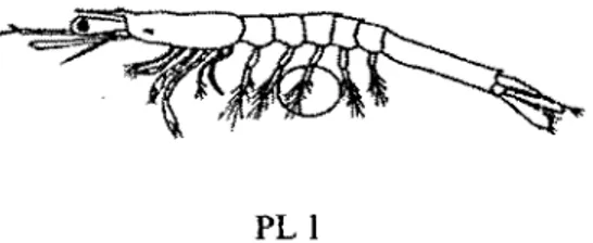 Gambar 2.6. Perkembangan Larva Stadia Postlarva Udang Vaname 