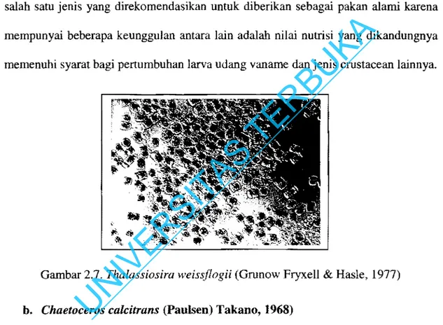Gambar 2.7. Thalassiosira weissflogii (Grunow Fryxell  &amp;  Hasle, 1977)  b.  Chaetoceros calcitrans (Paulsen) Takano, 1968) 