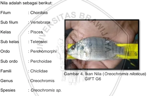 Gambar 4. Ikan Nila (Oreochromis niloticus)  GIFT G6 