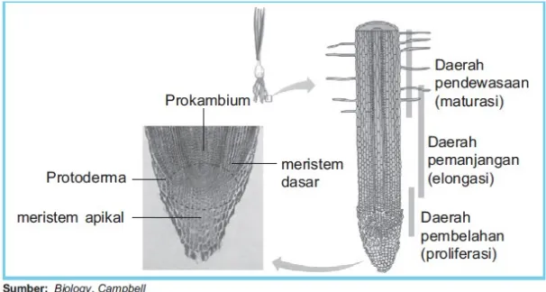 Gambar. 2.2 Struktur jaringan meristem pada ujung batang tumbuhan