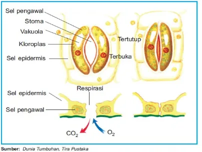 Gambar. 2.6 Stomata terbuka dan tertutup