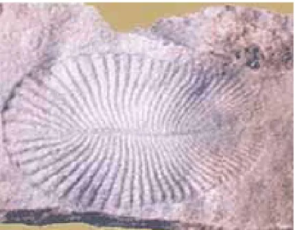 Gambar 1.2 batuan Era Arkeozoikum