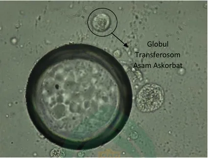 Gambar 7. Morfologi Transferosom Asam Askorbat F II Perbesaran 40x  dengan  Trinocular Microscope 