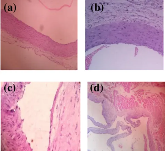 Gambar  4.2  memperlihatkan  gambaran histopatologi arteri koroner  Rattus novergicus strain Wistar jantan  setelah  pemberian  pakan  standar  selama  12  minggu