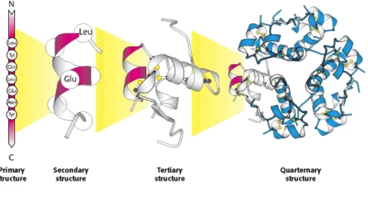 Gambar. Struktur Primer, Sekunder, Tersier dan Kuartener Protein