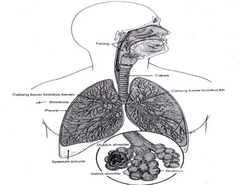 Gambar  II. 1. Anatomi dan Fisiologi Organ Pernafasan 