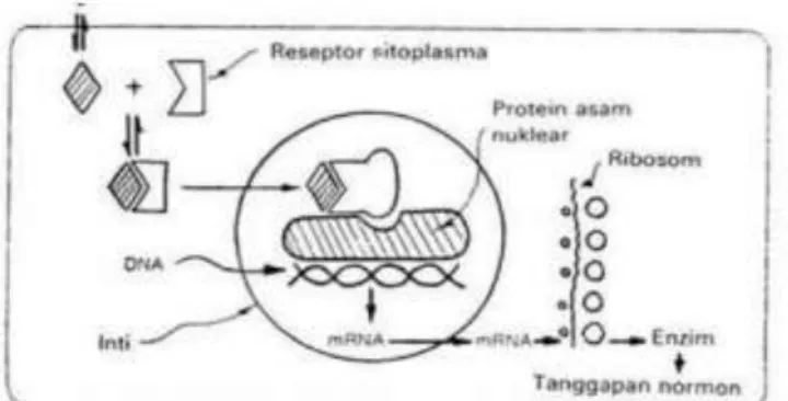 Gambar 1. Overview proses transduksi sinyal – respon seluler (Suarsana, 2009) 
