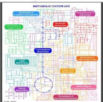 Gambar 1. Interaksi dan networking antar metabolic pathway  (www.manet.illinois.edu) 
