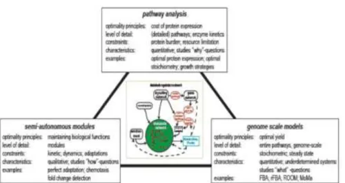 Gambar 2. Overview and level regulatory interaction metabolic regulation network  (Berkhout et al, 2012) 