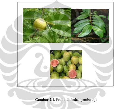 Gambar 2.1. Profil tumbuhan jambu biji 