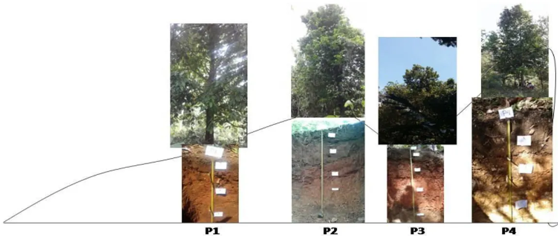 Gambar 2. Penampang melintang (cross section) dari lokasi penelitian yang mengidentifikasi posisi pertumbuhan atung,  posisi profil pewakil, bentuk lereng dan batuan/bahan induk secara umum 