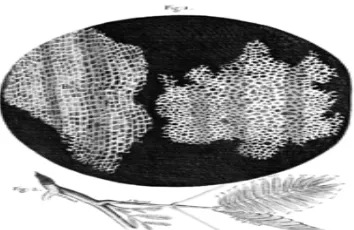 Gambar 1. Sel Gabus Berdasarkan Penelitian Robert Hooke