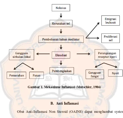Gambar 1. Mekanisme Inflamasi (Mutschler, 1986) 