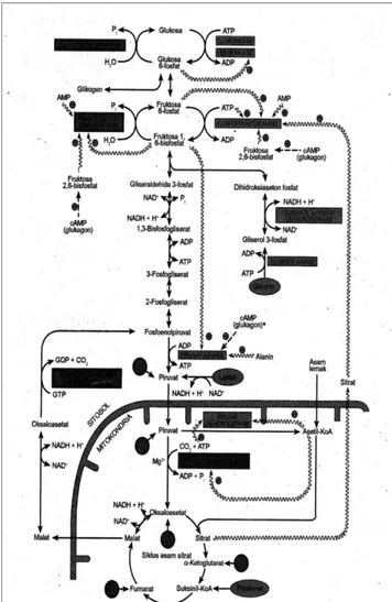 Gambar 3. Jalur reaksi glukoneogenesis. 10