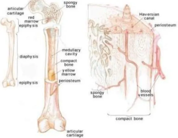 Gambar 2.1 Struktur Tulang Manusia (Sjamsulhidajat, 2005)  