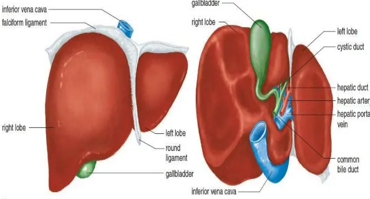 Gambar 2.1. Anatomi Hati secara Makroskopik (a)Hati memiliki 2 lobus dilihat secara anterior (kiri) dan secara posterior (kanan).Sumber : Mader, 2004