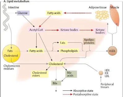 Gambar 2.4. Metabolisme Lipid Sumber : Koolman & Roehm, 2005