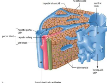 Gambar 2.2. Anatomi Hati secara Mikroskopik (b)Potong lintang dari lobus hepatis, mengilustrasikan struktur mikroskopik.Sumber : Mader, 2004