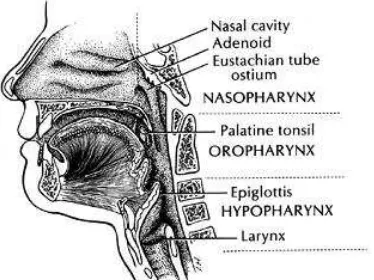Gambar 2.1 Anatomi Nasofaring 