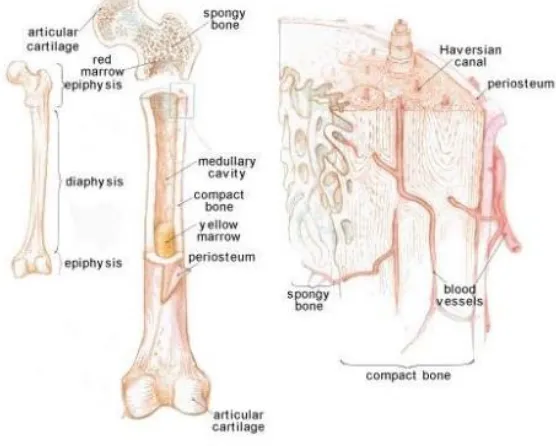 Gambar 2.1 Struktur Tulang Manusia ( Abdulmalik, 2012 ) 