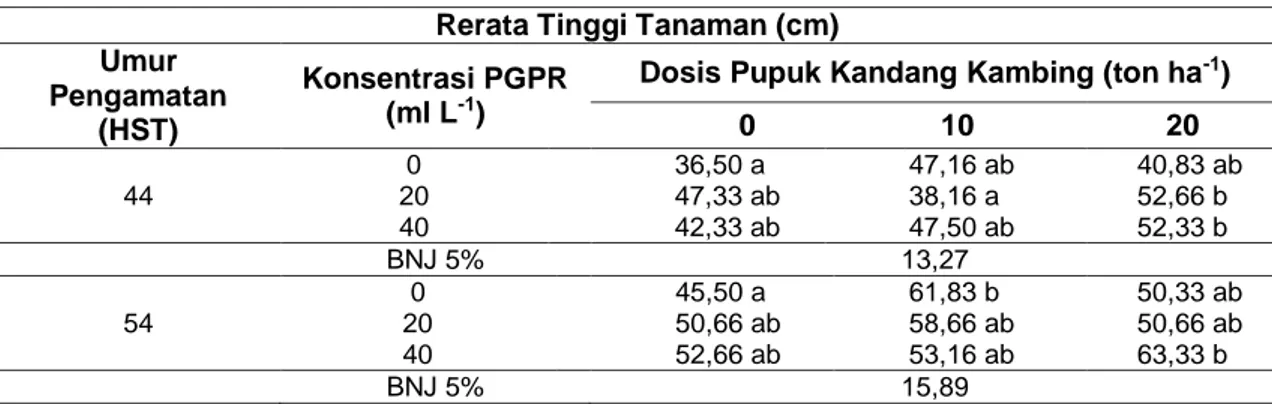 Tabel  1  Rerata  Tinggi  Tanaman  Akibat  Interaksi  Antara  Konsentrasi  PGPR  dan  Dosis  Pupuk  Kandang Kambing pada Umur Pengamatan 44 dan 54 HST 