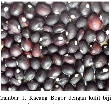 Gambar 1. Kacang Bogor dengan kulit biji 