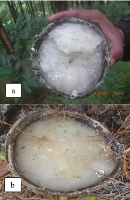 Gambar 1. Warna Kualitas Getah Pinus (a) Mutu A       (b) Mutu B 